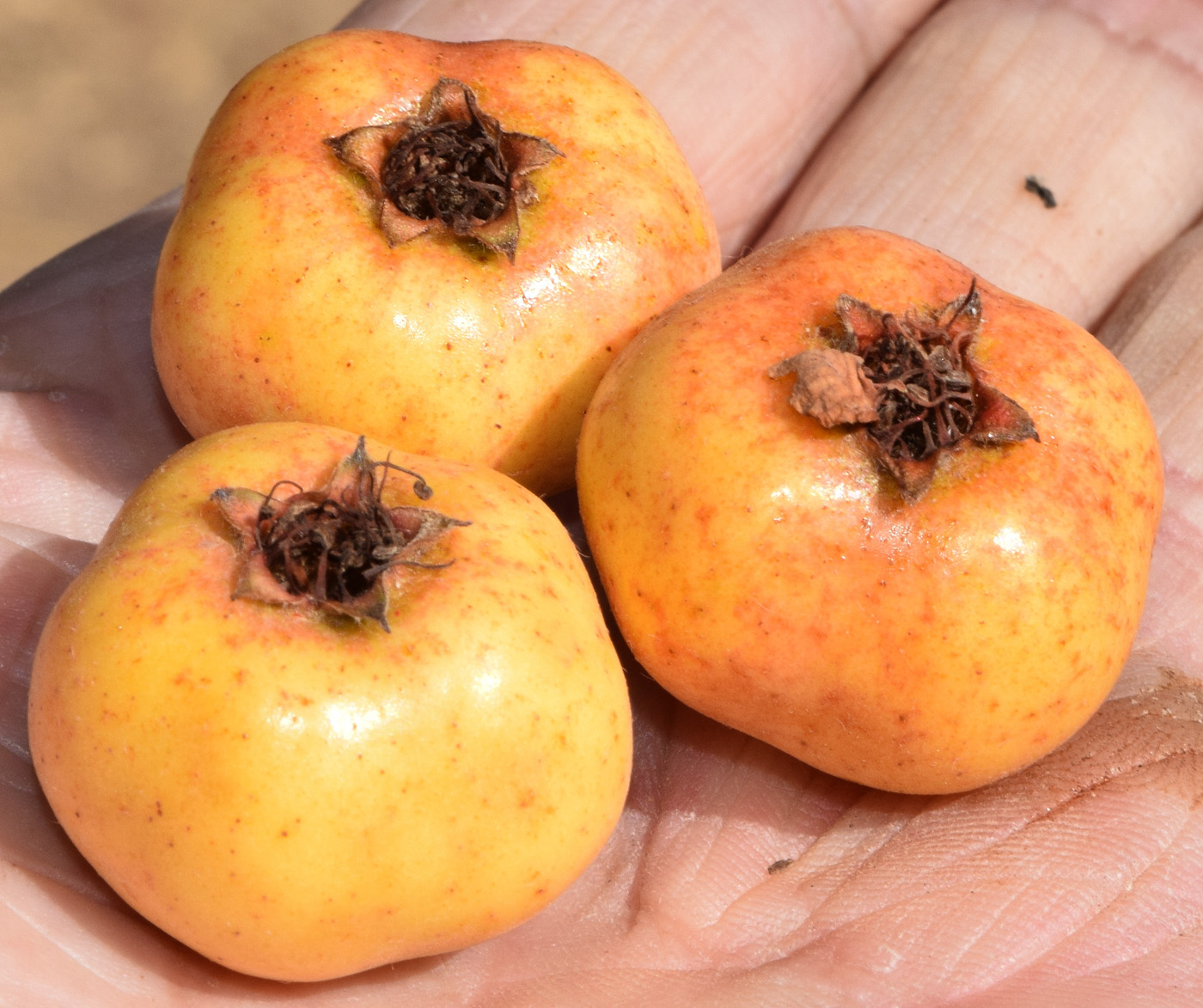 Image of Crataegus pontica specimen.