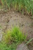 Glyceria fluitans