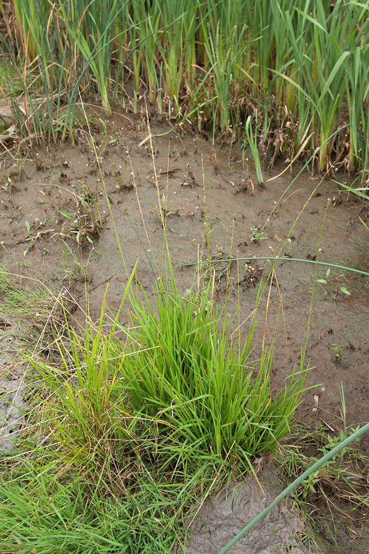 Image of Glyceria fluitans specimen.
