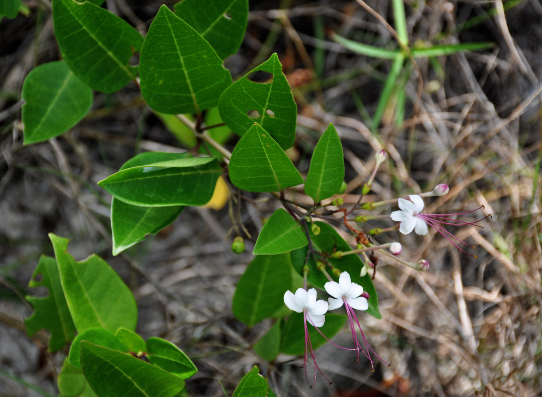 Изображение особи Clerodendrum inerme.