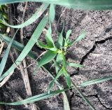 Phleum paniculatum