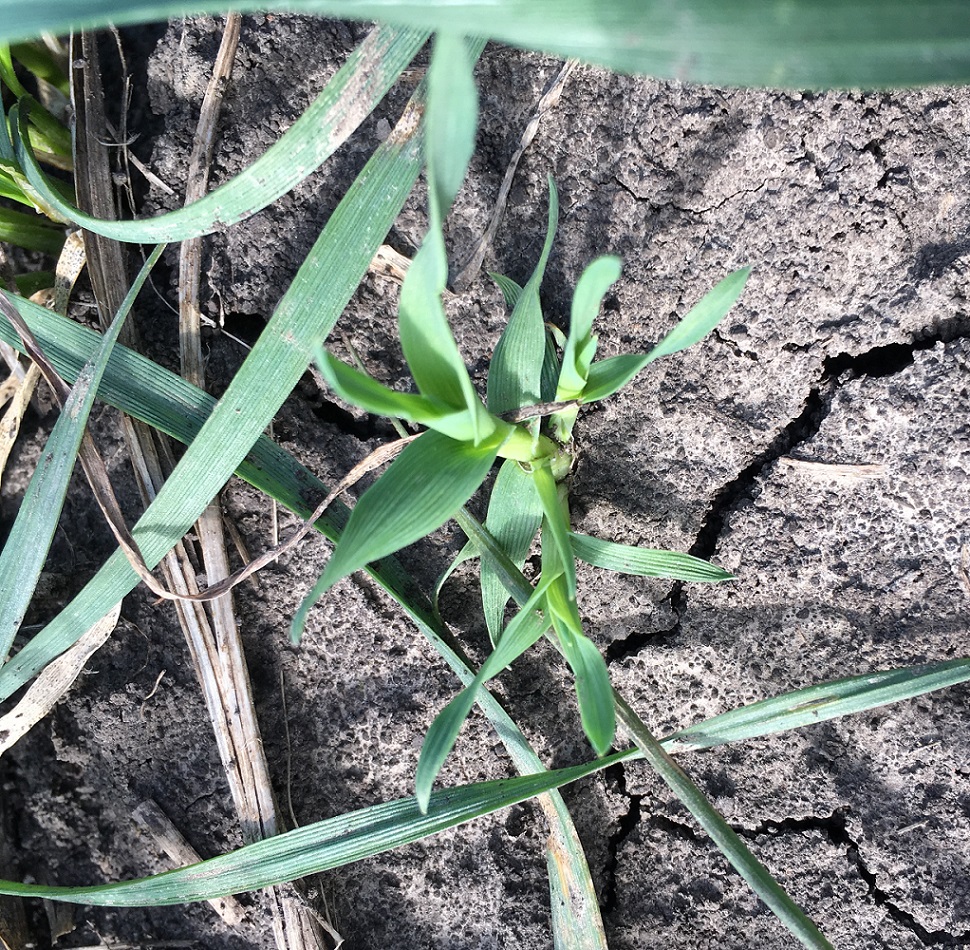 Изображение особи Phleum paniculatum.