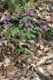 Lathyrus vernus