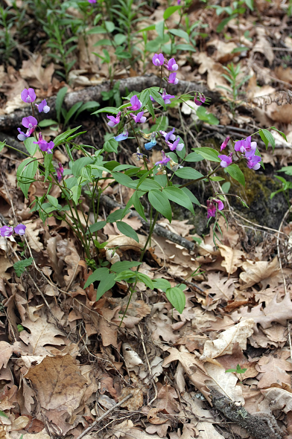 Изображение особи Lathyrus vernus.