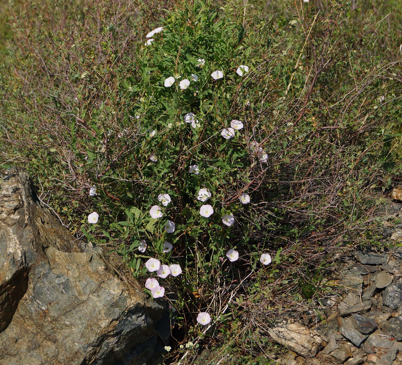 Изображение особи Convolvulus arvensis.