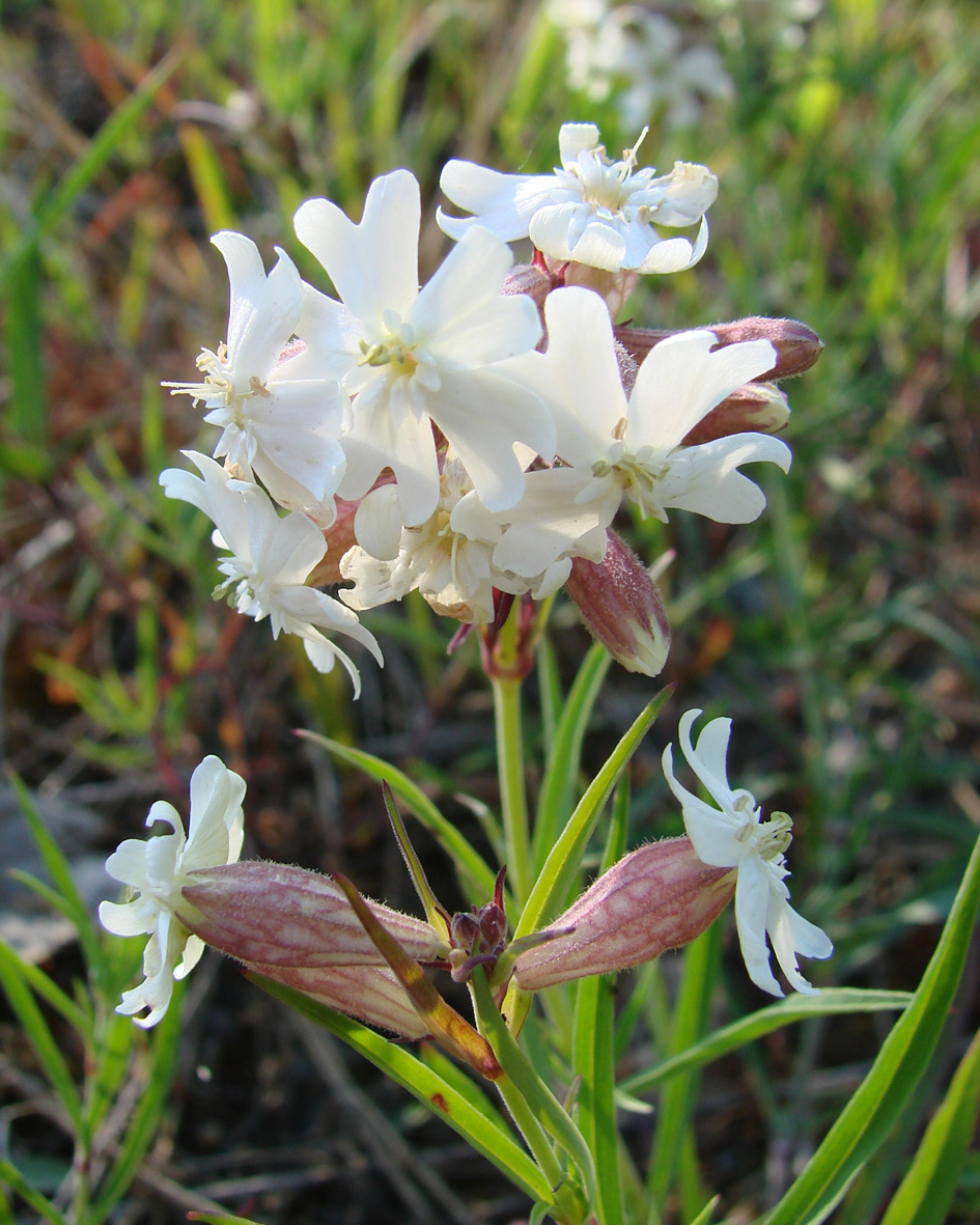 Image of Silene amoena specimen.