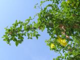 Laburnum anagyroides