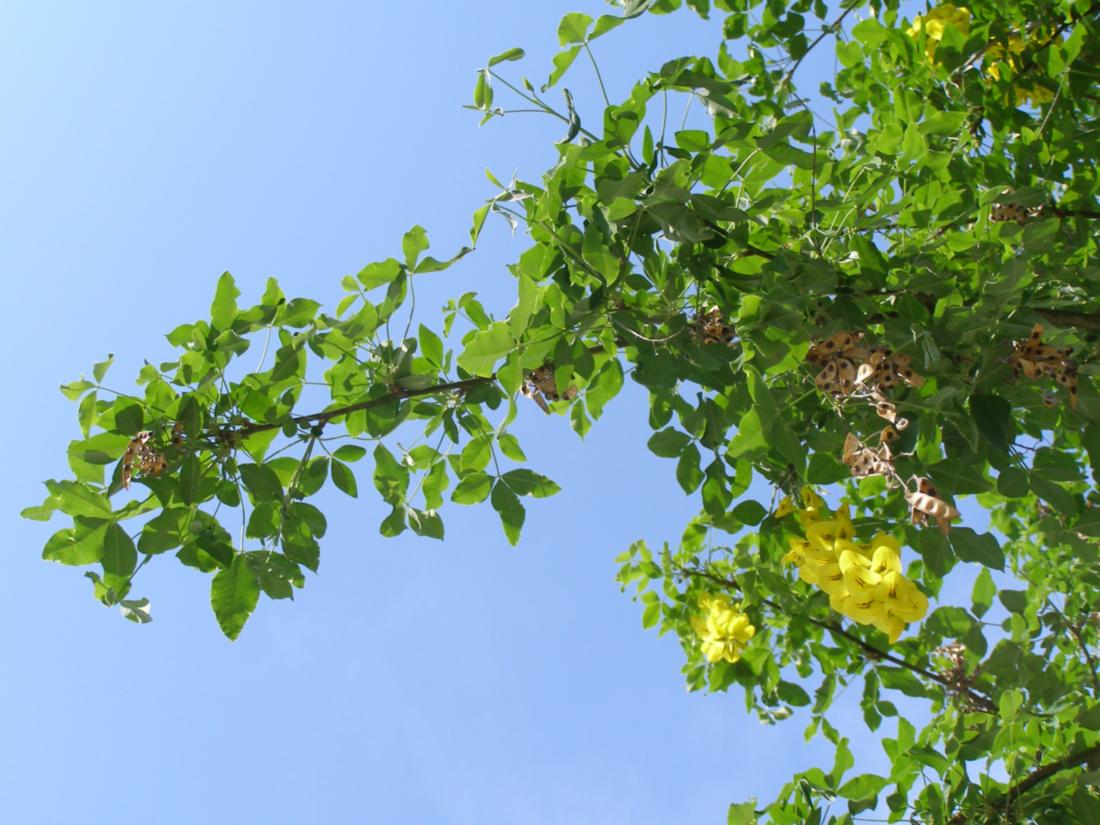 Image of Laburnum anagyroides specimen.