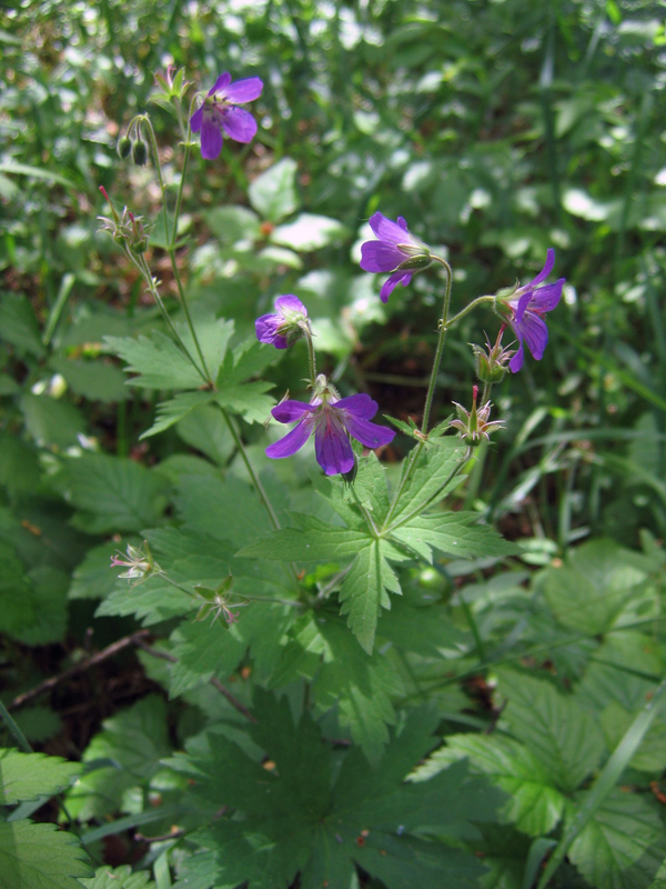 Изображение особи Geranium sylvaticum.