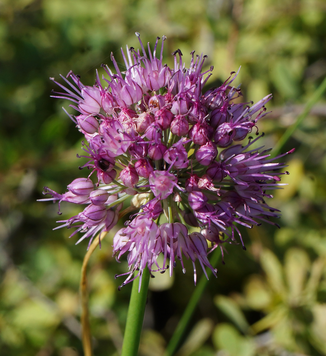 Изображение особи Allium montanostepposum.