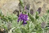 Oxytropis ruthenica. Распустившееся и нераспустившиеся соцветия и листья. Приморский край, о. Русский, мыс Тобизина, прибрежные скалы. 13.05.2018.