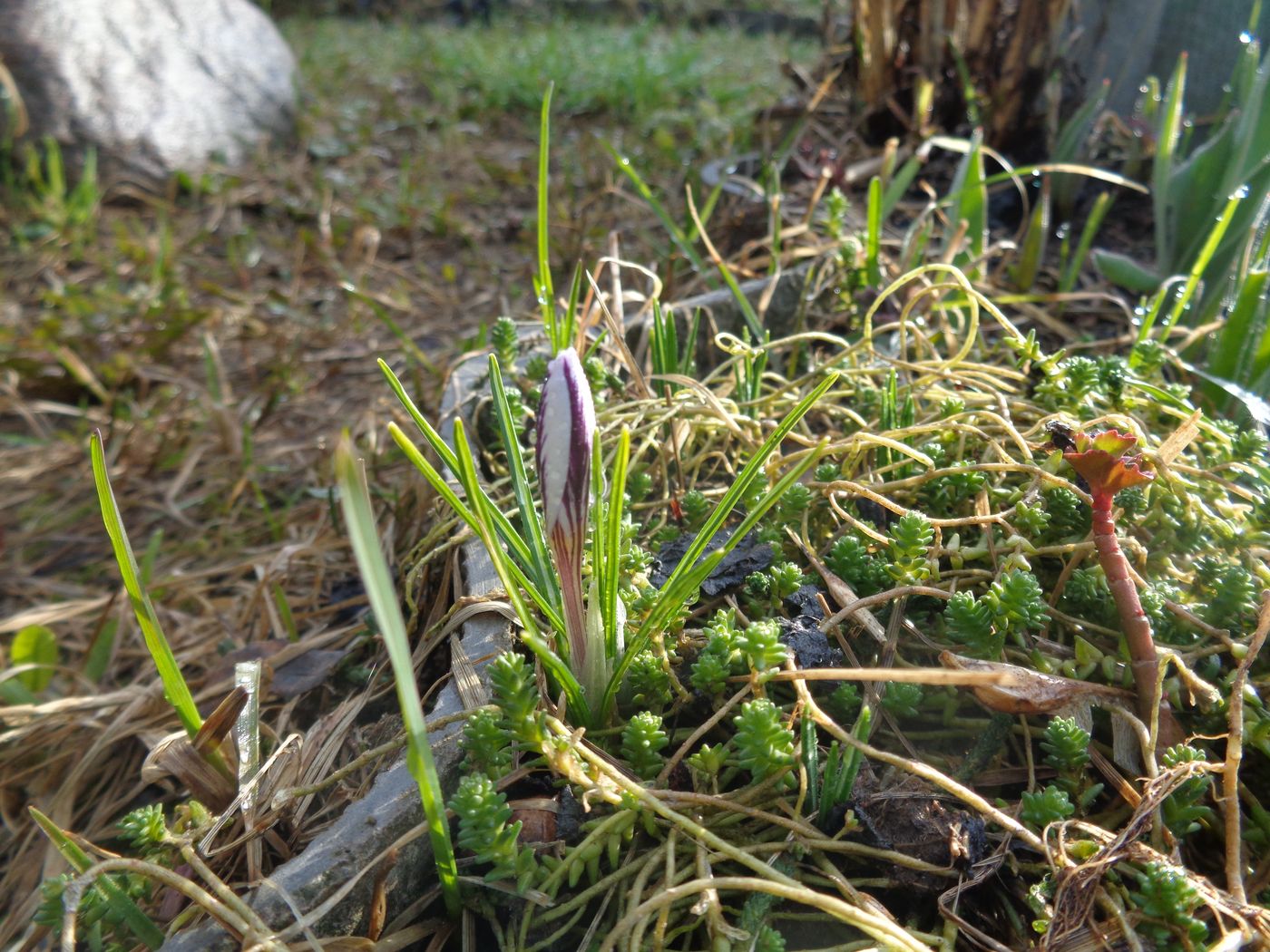 Изображение особи Crocus sieberi.