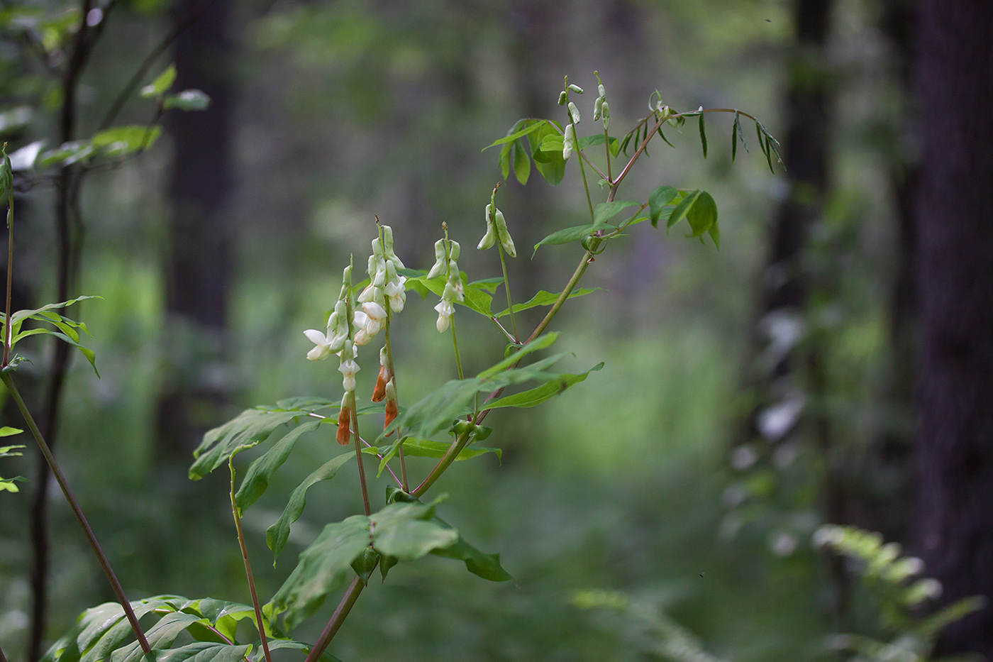 Image of Lathyrus gmelinii specimen.