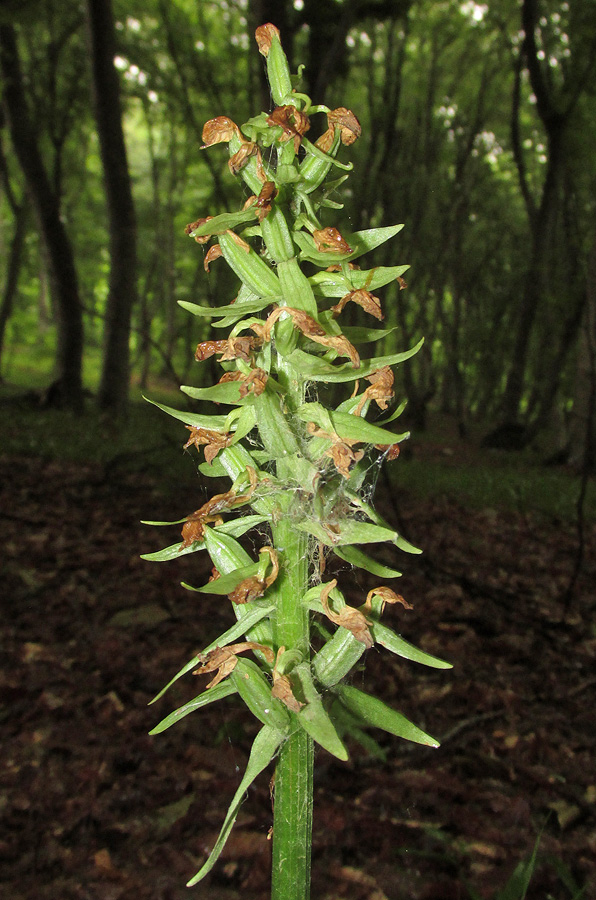 Изображение особи Dactylorhiza romana ssp. georgica.