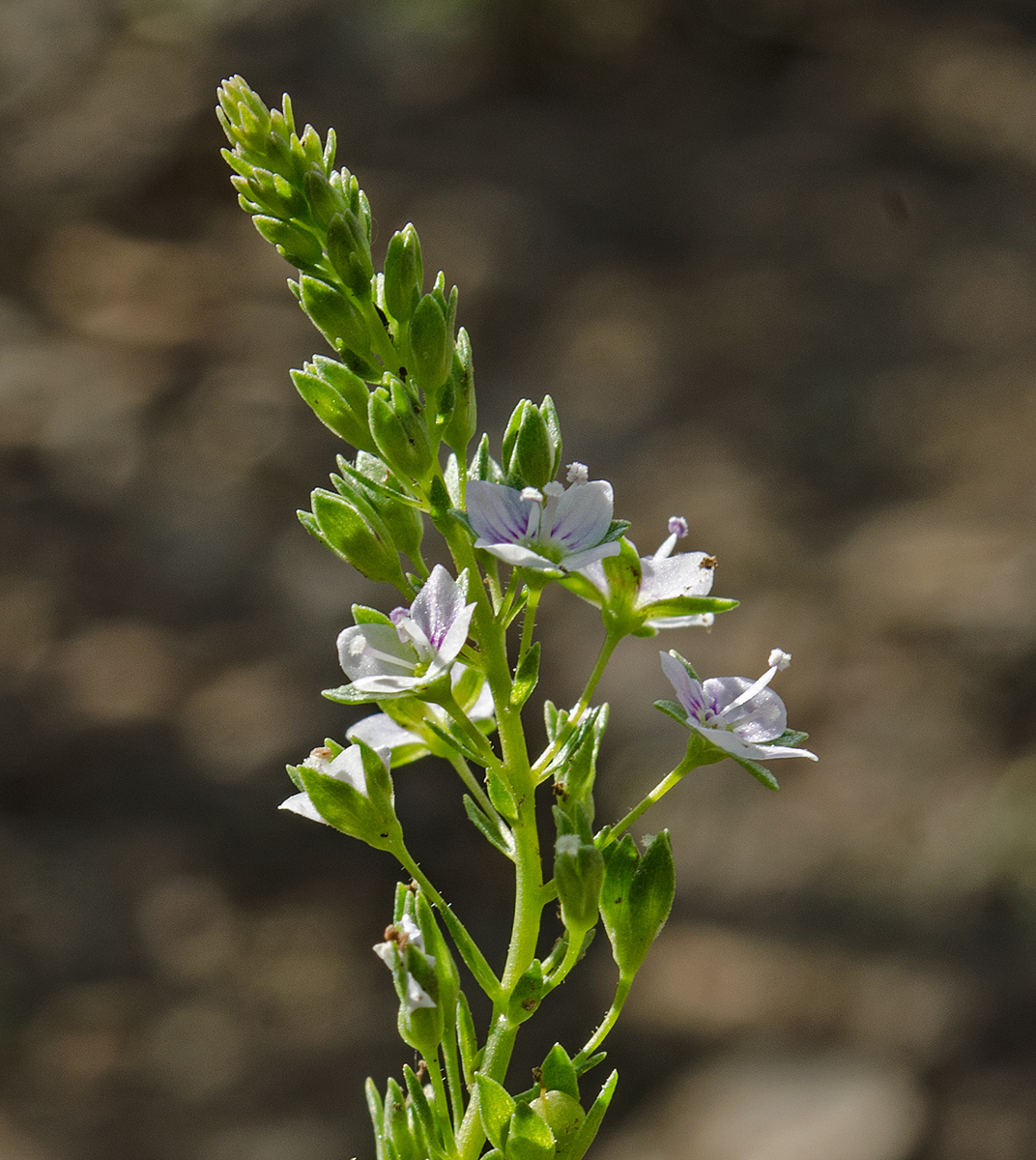 Image of Veronica anagallis-aquatica specimen.