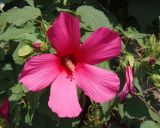 Hibiscus moscheutos. Цветок. Украина, г. Запорожье, Прибрежная автомагистраль, цветник. 15.07.2018.
