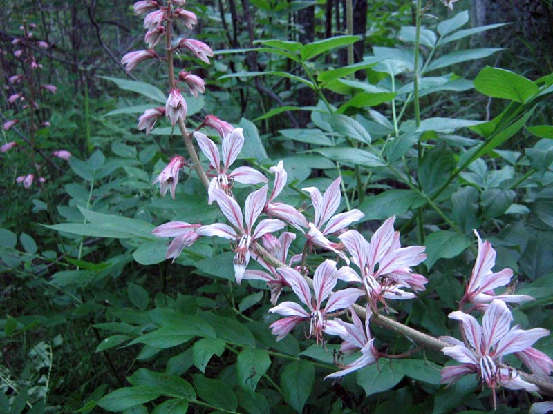 Изображение особи Dictamnus angustifolius.