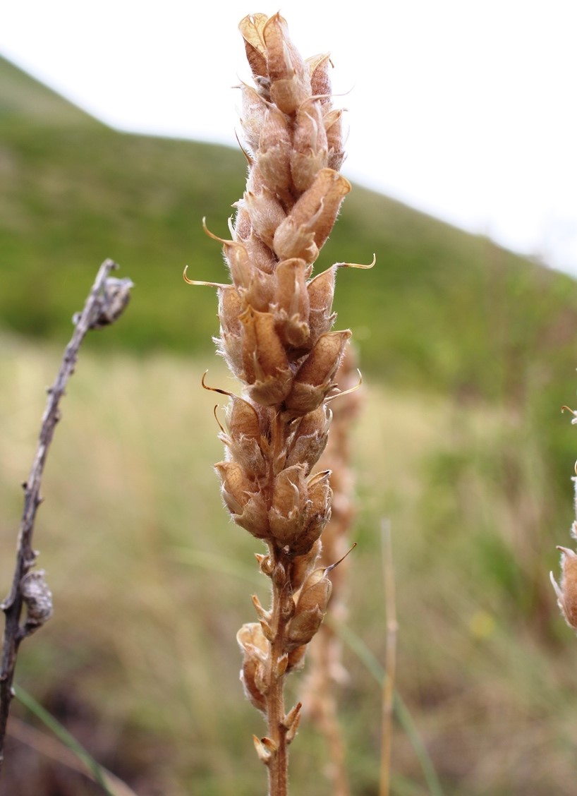 Image of Oxytropis kasakorum specimen.