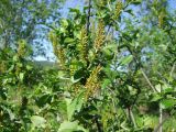 Salix hastata