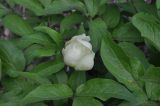 Paeonia macrophylla. Распускающийся цветок и части листьев. Грузия, Боржоми-Харагаульский национальный парк, маршрут №1; гребень горного отрога, край поляны рядом с Picea orientalis ≈ 1850 м н.у.м. 25.05.2018.