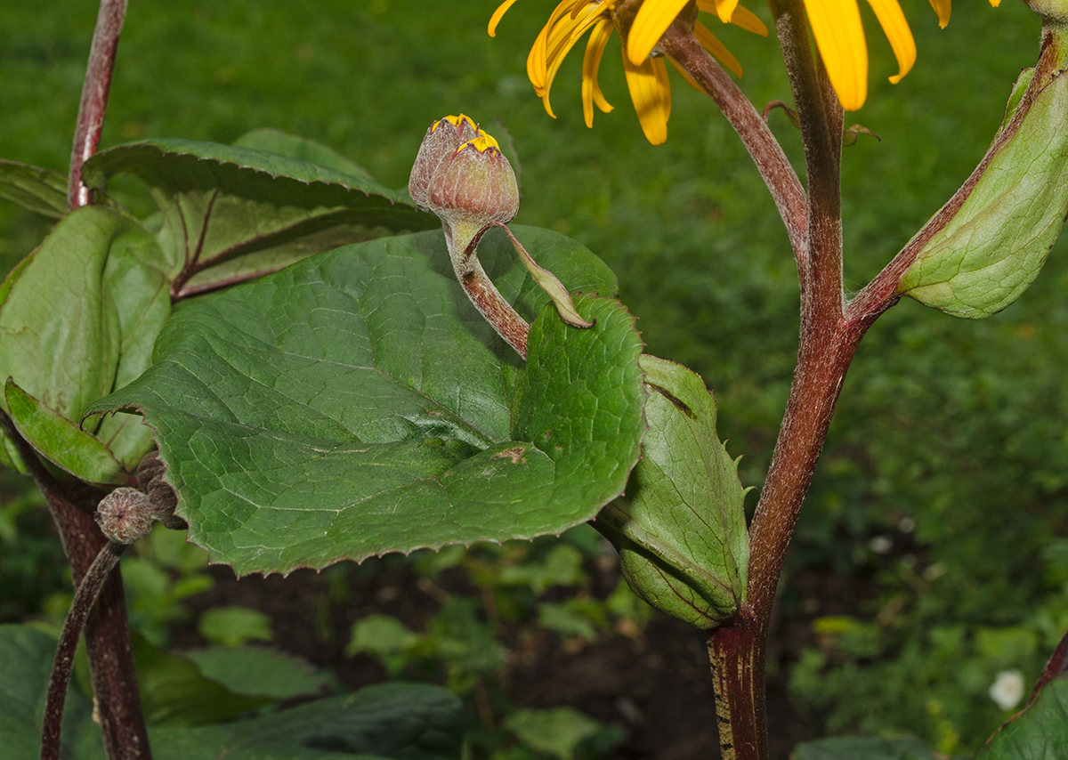 Изображение особи Ligularia dentata.