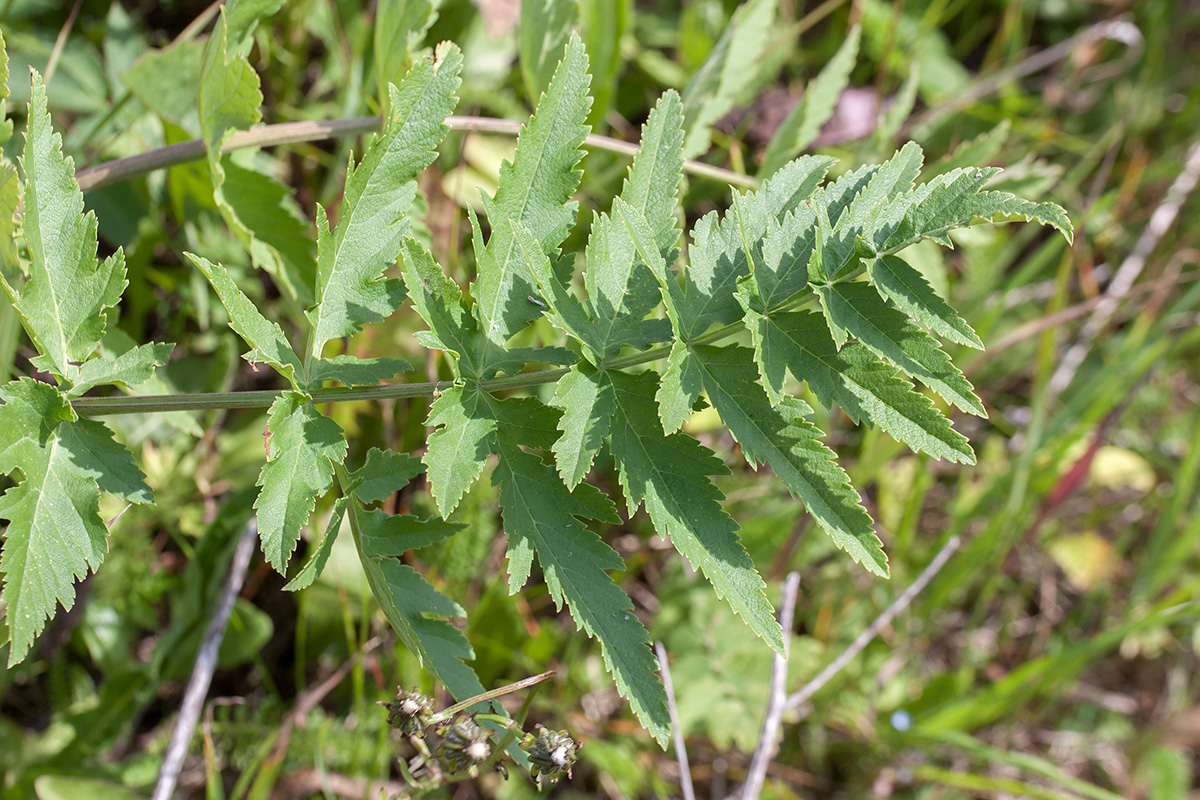 Изображение особи Pastinaca sativa.