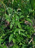 Persicaria lapathifolia