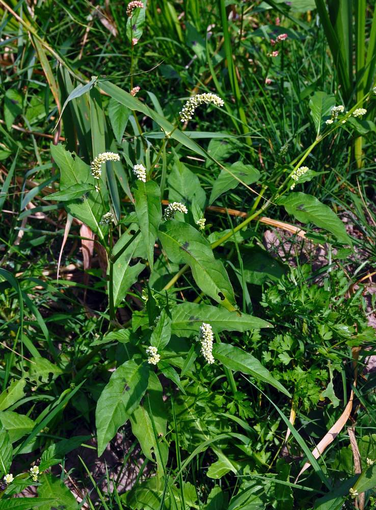 Изображение особи Persicaria lapathifolia.