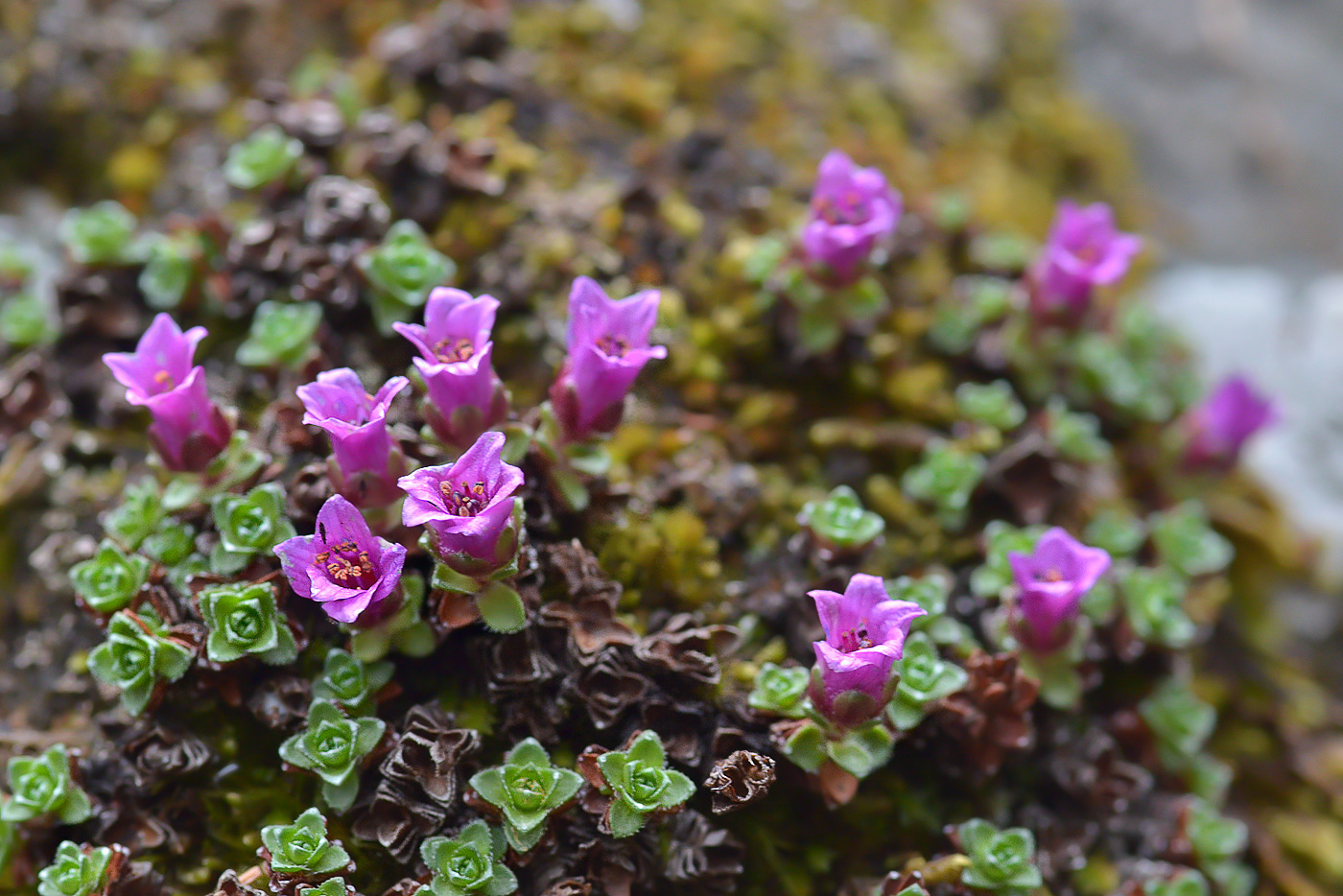 Image of Saxifraga asiatica specimen.