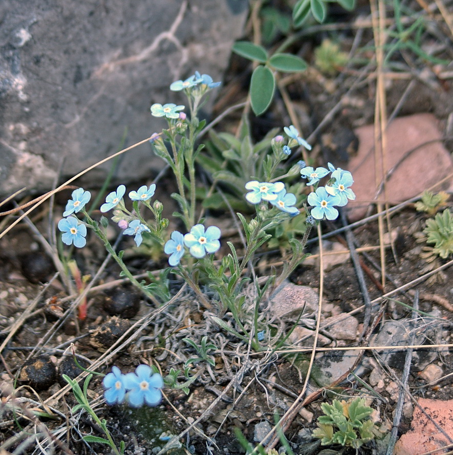 Изображение особи Eritrichium pectinatum.