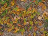 Potentilla anserina. Вегетирующие растения с листьями в осенней раскраске. Московская обл., Одинцовский р-н, Звенигородская биостанция МГУ, на обочине Луцинского шоссе. 21.10.2018.