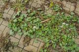 genus Malva
