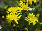 Hieracium vagum. Верхушки побегов с распускающимися, цветущими и отцветшими соцветиями. Украина, Ивано-Франковская обл., Болеховский горсовет, Поляницкий сельсовет, Поляницкий региональный ландшафтный парк, ур. Погар, буковый лес. 10.07.2018.