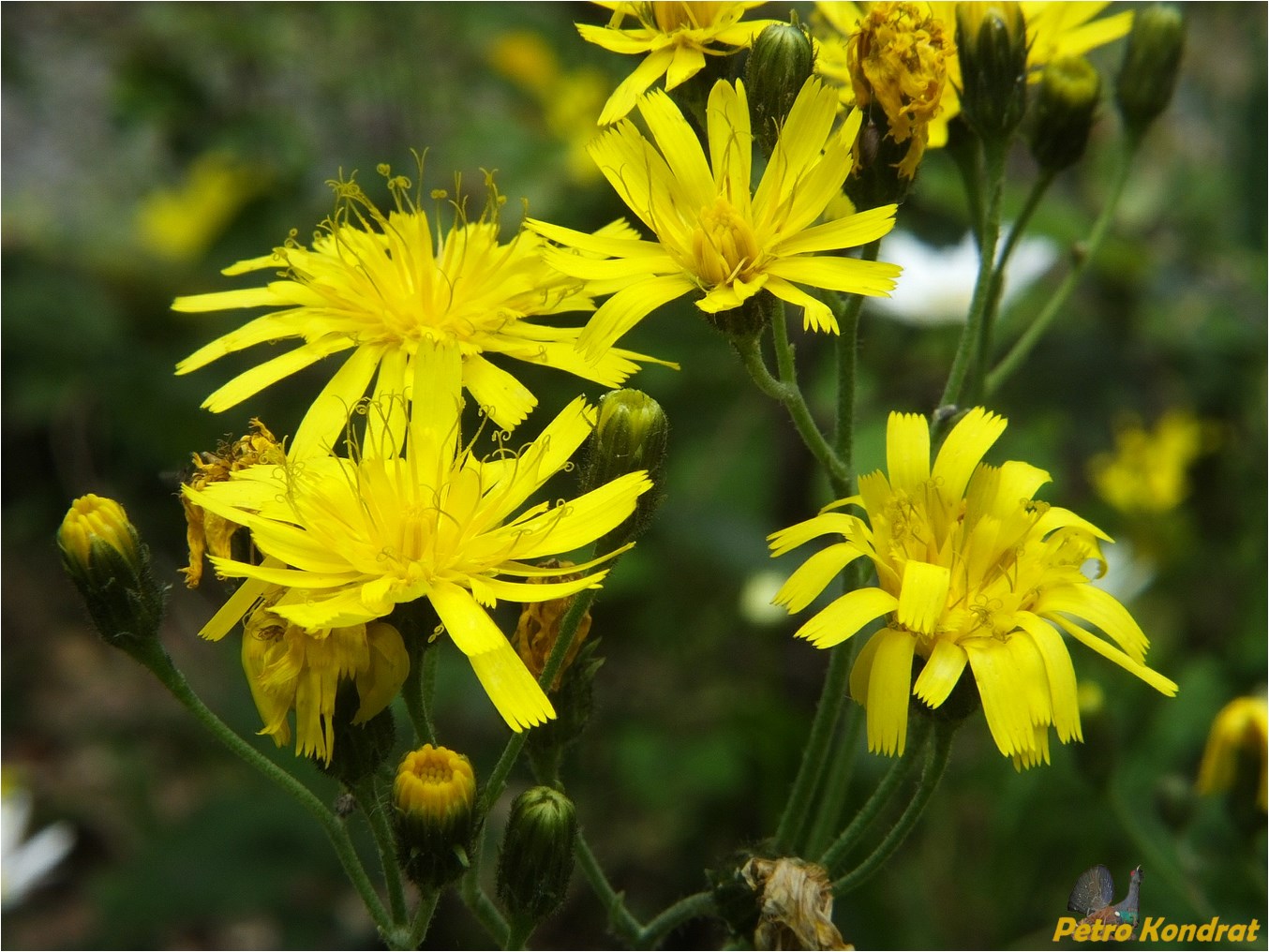 Изображение особи Hieracium vagum.