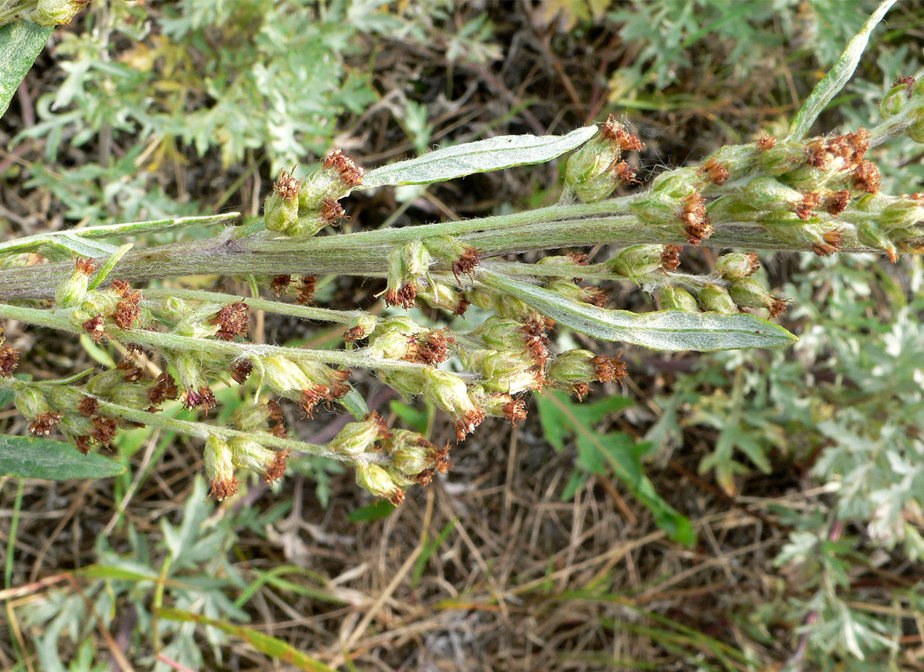 Image of genus Artemisia specimen.