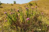 Centaurea alutacea