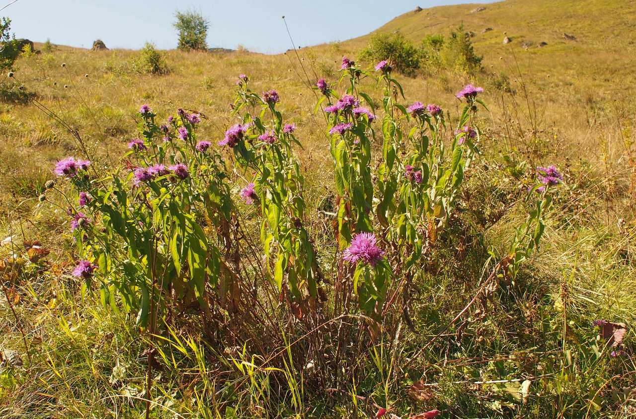 Изображение особи Centaurea alutacea.