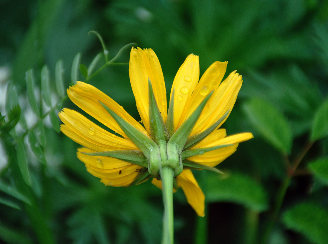 Изображение особи Tragopogon altaicus.