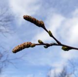 Betula czerepanovii. Ветвь растения с лопающимися почками и сережками в начале вегетационного периода. Кольский п-ов, лесотундра Восточного Мурмана. 12.06.2010.