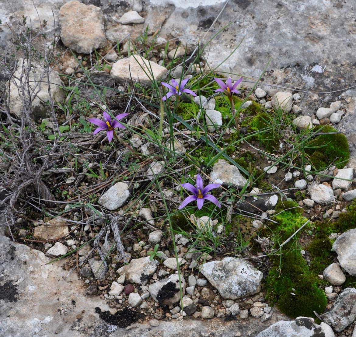 Image of Romulea tempskyana specimen.