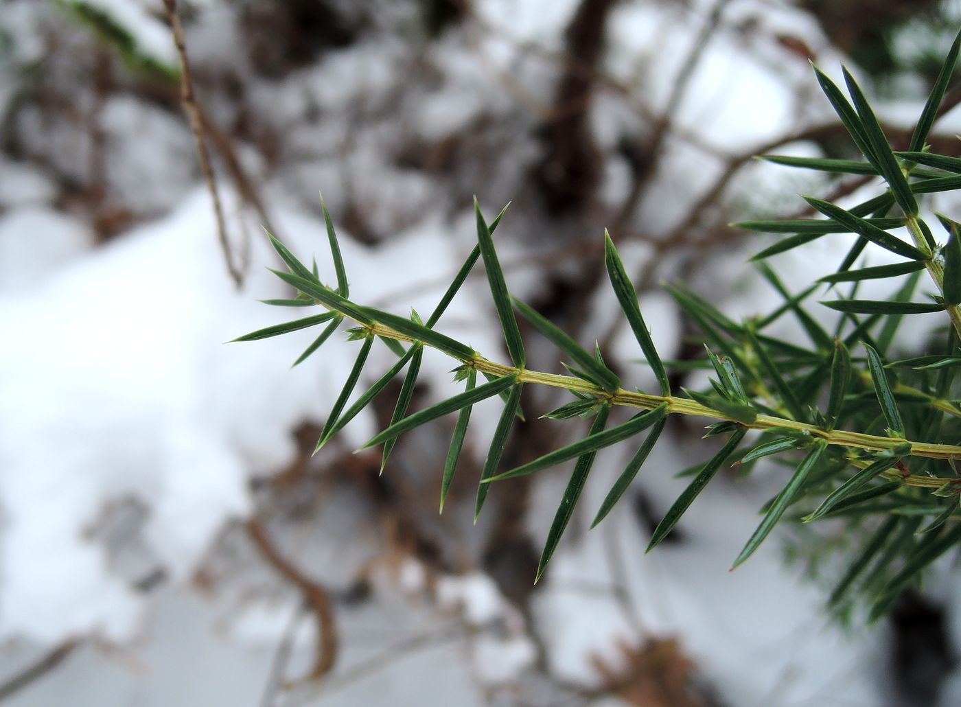 Изображение особи Juniperus communis.