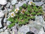 Waldheimia tridactylites. Цветущие растения. Республика Алтай, Усть-Коксинский р-н, природный парк \"Белуха\", Каменная осыпь на склоне Ледника Текелю, выс. 2500 м н.у.м. 30.07.2018.