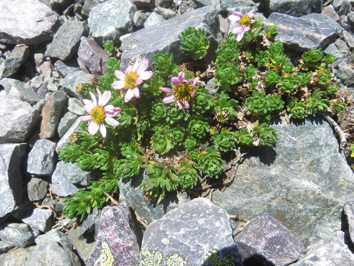 Image of Waldheimia tridactylites specimen.