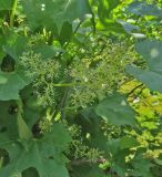 Vitis riparia