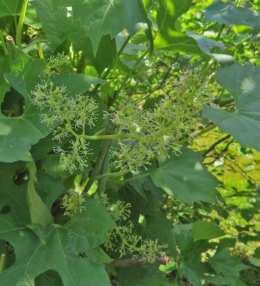 Image of Vitis riparia specimen.