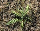 genus Cirsium. Вегетирующее растение. Грузия, край Самцхе-Джавахети, Аспиндзский муниципалитет, вост. подножие горы Патара-Абули, ≈ 2100 м н.у.м. 17.10.2018.