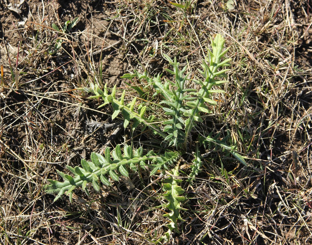 Изображение особи род Cirsium.