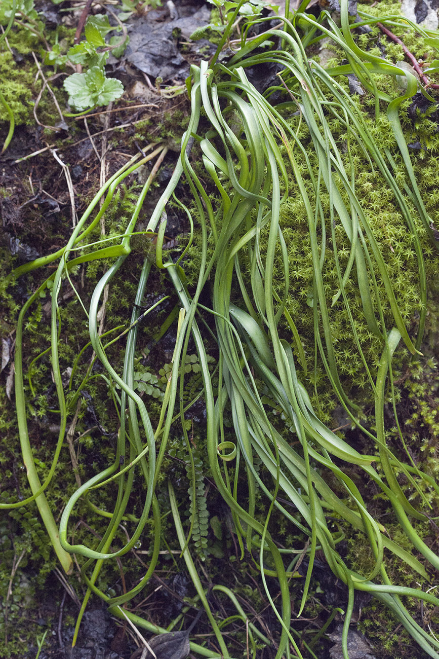 Image of Muscari dolichanthum specimen.