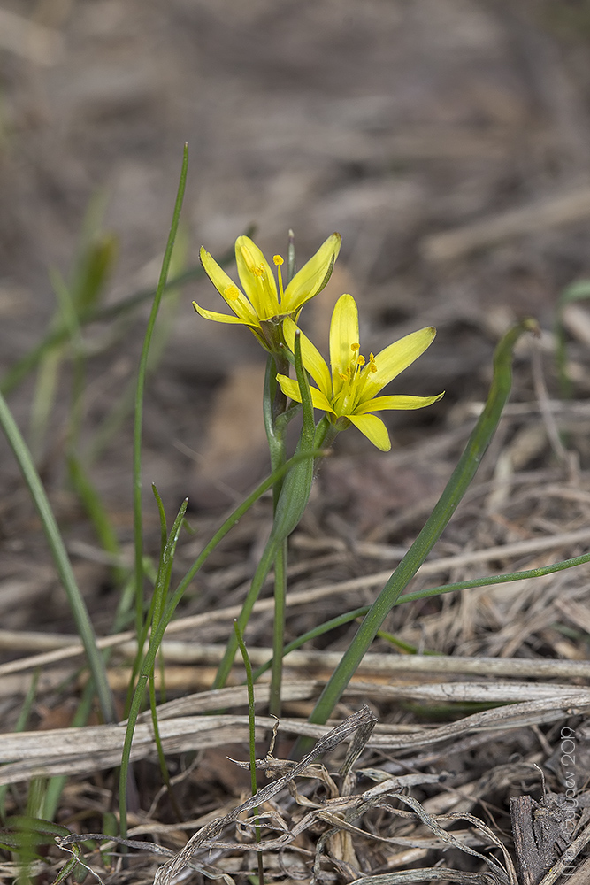 Image of Gagea pusilla specimen.