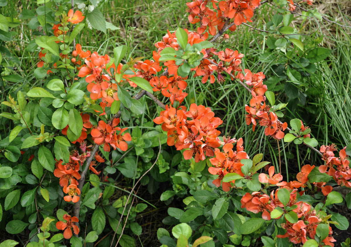 Image of Chaenomeles japonica specimen.